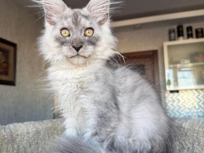 Tuman - Maine Coon - Gallery Photo #1
