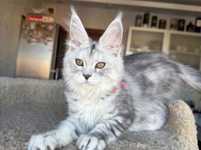 Uslada - Maine Coon - Gallery Photo #1