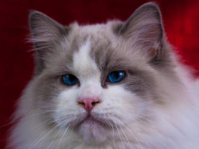 Winston From Ukraine - Ragdoll - Gallery Photo #1