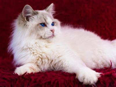 Wizard From Ukraine - Ragdoll - Gallery Photo #1