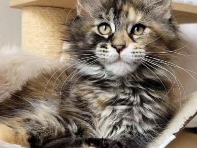 Miley Cyrus - Maine Coon - Gallery Photo #1