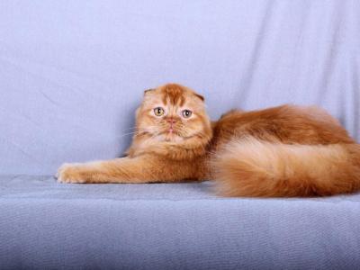 Happiness - Scottish Fold - Gallery Photo #1