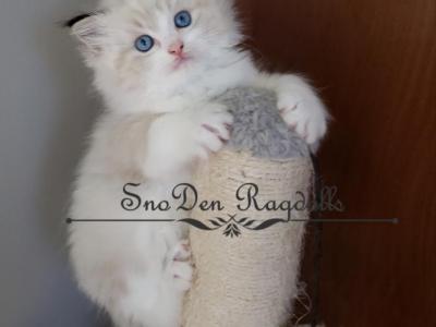 Charlie - Ragdoll - Gallery Photo #1