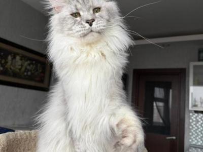 Zenith - Maine Coon - Gallery Photo #1