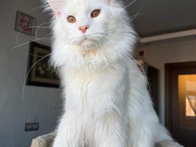 Zherom - Maine Coon - Gallery Photo #1