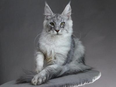 Efrat - Maine Coon - Gallery Photo #1