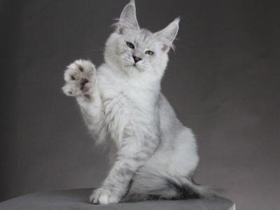 Esaul - Maine Coon - Gallery Photo #1