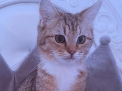 Archie - British Shorthair - Gallery Photo #1