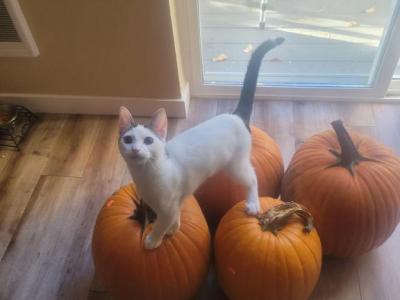 Lil Dickie - Domestic - Gallery Photo #1