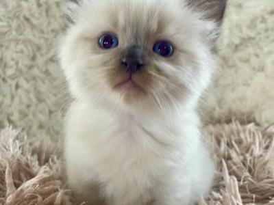 Lovey - Ragdoll - Gallery Photo #1