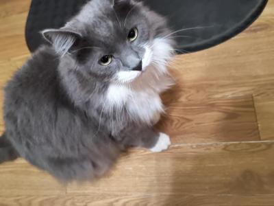 Yuki - Domestic - Gallery Photo #1