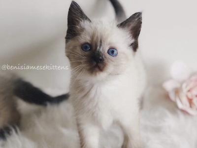 Cupcake - Siamese - Gallery Photo #1