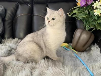 Silver - Scottish Straight - Gallery Photo #1