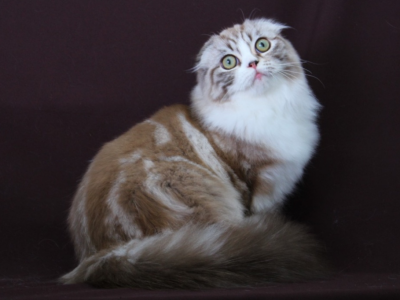 Lovely Princess - Scottish Fold - Gallery Photo #1