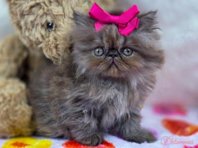 Cinnamon - Persian - Gallery Photo #1