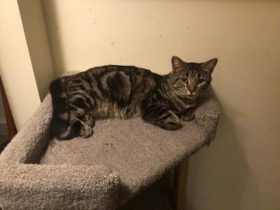 Caramel - Bengal - Gallery Photo #1