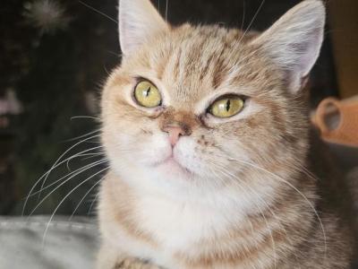 Veronica - British Shorthair - Gallery Photo #1