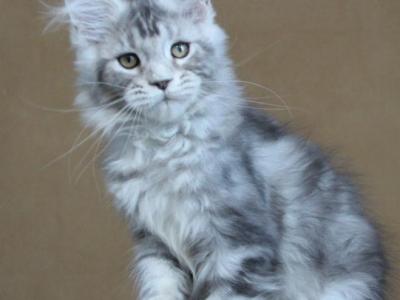 Ovation - Maine Coon - Gallery Photo #1