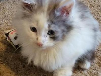 Oliver - Maine Coon - Gallery Photo #1
