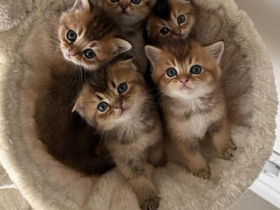 Scottish Straight And Fold Kittens - Scottish Straight - Gallery Photo #1