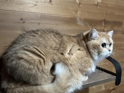 Goldy - British Shorthair - Gallery Photo #1