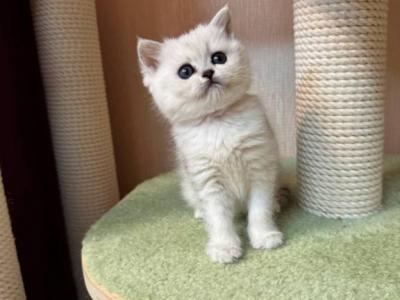 Diana - British Shorthair - Gallery Photo #1