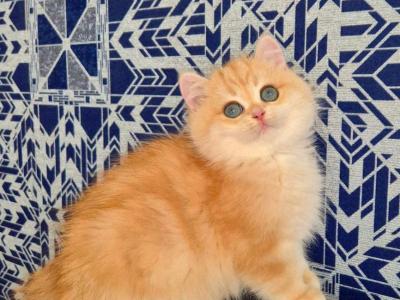 Mark - British Shorthair - Gallery Photo #1
