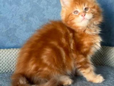 Marzipan - Maine Coon - Gallery Photo #1