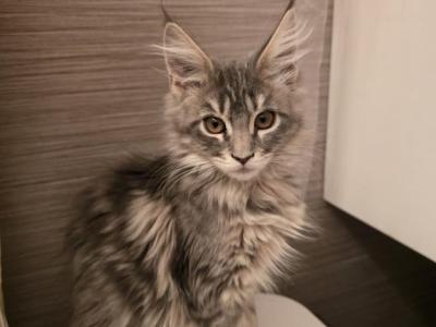 Mia - Maine Coon - Gallery Photo #1