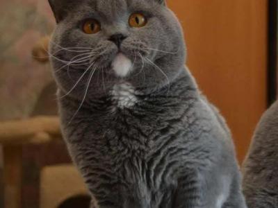 Shelton - British Shorthair - Gallery Photo #1