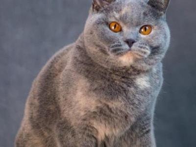 Keke - British Shorthair - Gallery Photo #1
