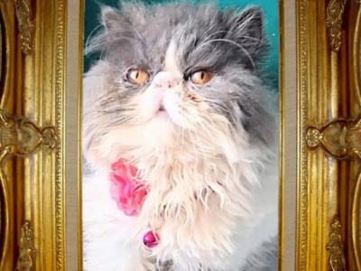 Persian Aurora - Persian - Gallery Photo #1
