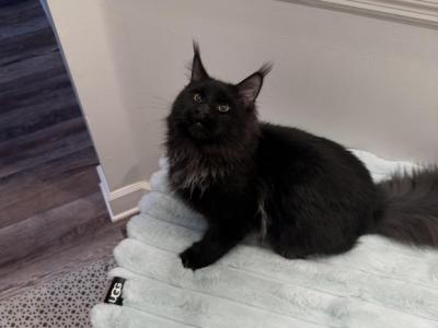 Thor - Maine Coon - Gallery Photo #1