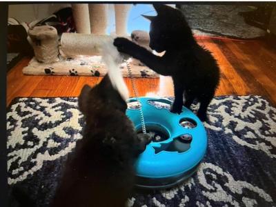 Polly - American Shorthair - Gallery Photo #1
