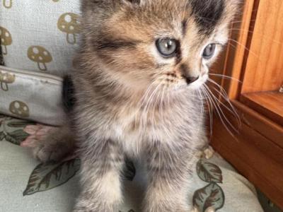 Flora - Scottish Straight - Gallery Photo #1