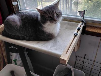 Grayson - American Shorthair - Gallery Photo #1