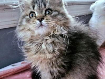 Pepper - British Shorthair - Gallery Photo #1