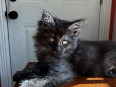 Salem - Maine Coon - Gallery Photo #1