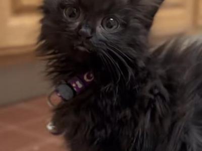 Harley Davidson - Maine Coon - Gallery Photo #1