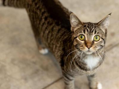 Betty - Domestic - Gallery Photo #1