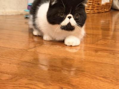 Moon - Exotic - Gallery Photo #1