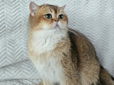 Cinnamon - British Shorthair - Gallery Photo #1