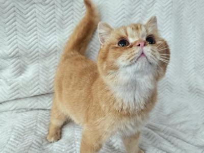 Cheddar - British Shorthair - Gallery Photo #1