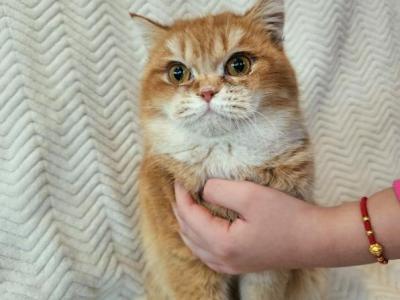 Marmalade - British Shorthair - Gallery Photo #1