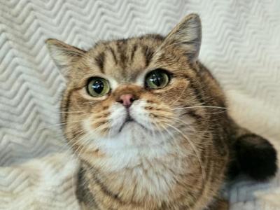 Simba - British Shorthair - Gallery Photo #1