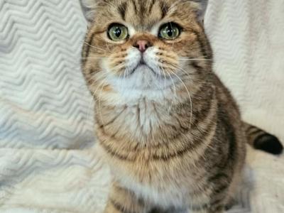Chester - British Shorthair - Gallery Photo #1