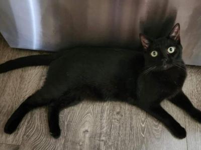 Black Melanistic Bengal Panther - Bengal - Gallery Photo #1