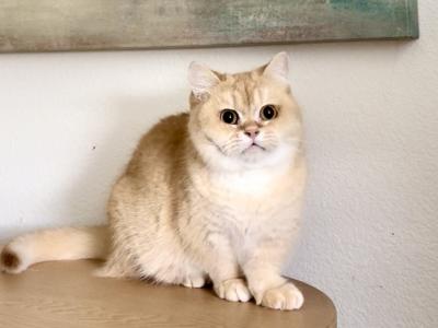 Waffle Folsom CA - Munchkin - Gallery Photo #1