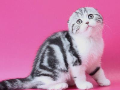 Rihanna - Scottish Fold - Gallery Photo #1