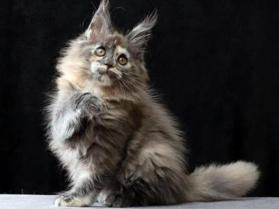 Eleanora - Maine Coon - Gallery Photo #1